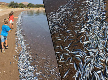 Bozcaada Sahiline Yüzlerce Ölü Balık Vurdu