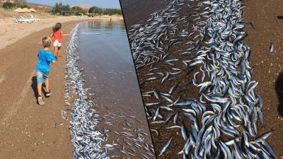Bozcaada Sahiline Yüzlerce Ölü Balık Vurdu
