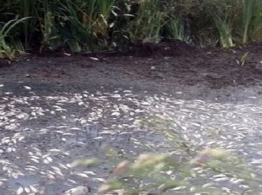 Meriç Küçükdoğanca Deresinde Toplu Balık Ölümü Görüldü