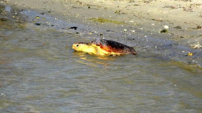 Tedavi Edilen 2 Caretta Caretta Denize Bırakıldı