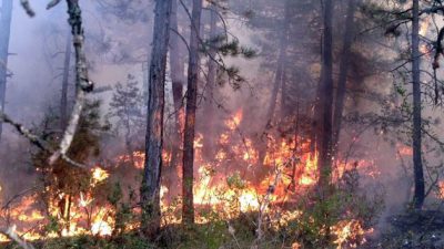 Lüleburgaz’da Orman Yangını