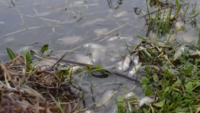 Lüleburgaz’da Göletteki Balık Ölümleri İnceleniyor