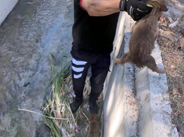 Sulama kanalına düşen yavru köpekleri itfaiye kurtardı